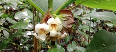 Gesneriaceae
