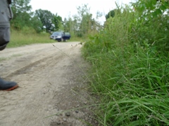 Eragrostis pectinacea