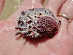 Spondylus