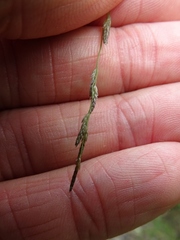 Eragrostis pectinacea