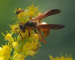 Fuscopolistes
