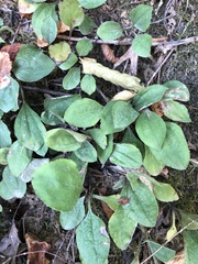 Antennaria plantaginifolia