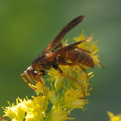 Fuscopolistes