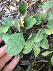 Antennaria plantaginifolia