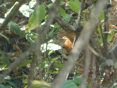Pachyramphus