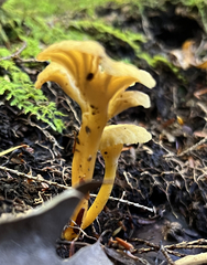 Craterellus