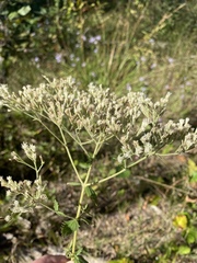 Eupatorium pubescens