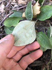 Antennaria plantaginifolia