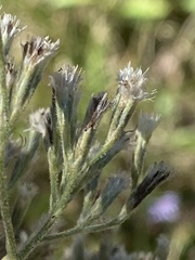 Eupatorium pubescens