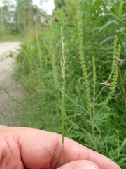 Sporobolus neglectus
