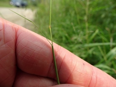 Sporobolus neglectus