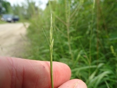 Sporobolus neglectus