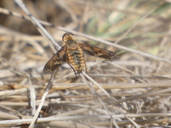 Poecilanthrax arethusa