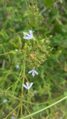 Carlowrightia parviflora