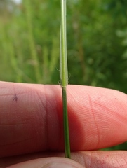 Sporobolus neglectus