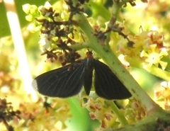 Melanchroia chephise