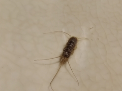 Lepismatidae