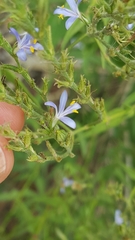 Carlowrightia parviflora