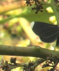 Melanchroia chephise