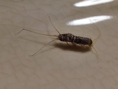 Lepismatidae
