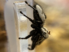Phidippus octopunctatus