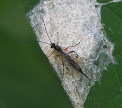 Itoplectis conquisitor