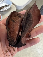 Wynnea americana