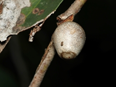 Doratifera