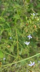 Carlowrightia parviflora