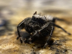 Phidippus octopunctatus