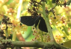 Melanchroia chephise