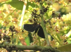 Melanchroia chephise