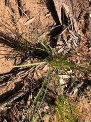 Dianella longifolia