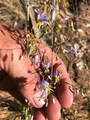 Dianella longifolia