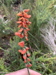 Sphaerolobium grandiflorum