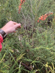 Sphaerolobium grandiflorum