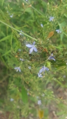 Carlowrightia parviflora