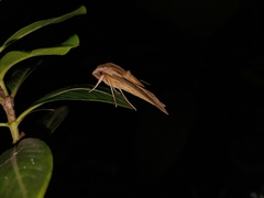 Theretra silhetensis