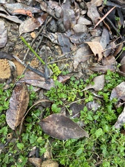 Xanthosia candida