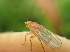 Suillia laevis