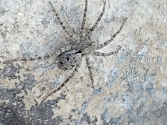 Pardosa lapidicina