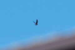 Streptopelia orientalis