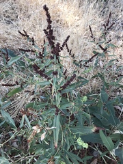 Rumex californicus