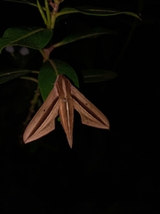 Theretra silhetensis