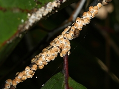 Eriococcus