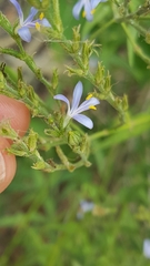 Carlowrightia parviflora