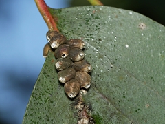 Eriococcus