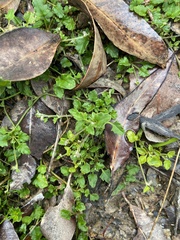 Xanthosia candida