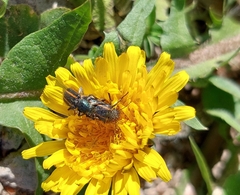 Astylus quadrilineatus