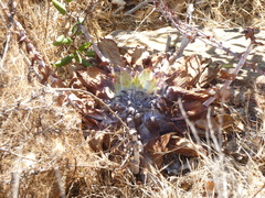 Dudleya pulverulenta